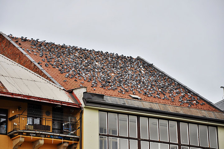 A2B Pest Control are able to install spikes to deter birds from roofs in Swinton South Yorkshire. 