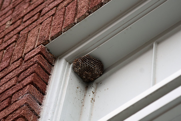 We provide a wasp nest removal service for domestic and commercial properties in Swinton South Yorkshire.